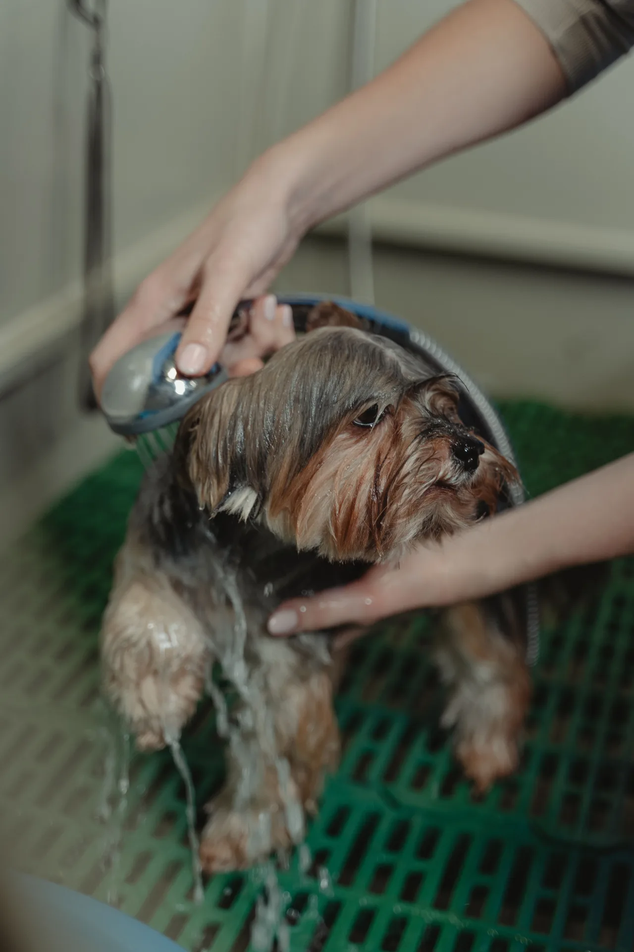 How Much Does Pet Grooming Cost? Price Breakdown by Service