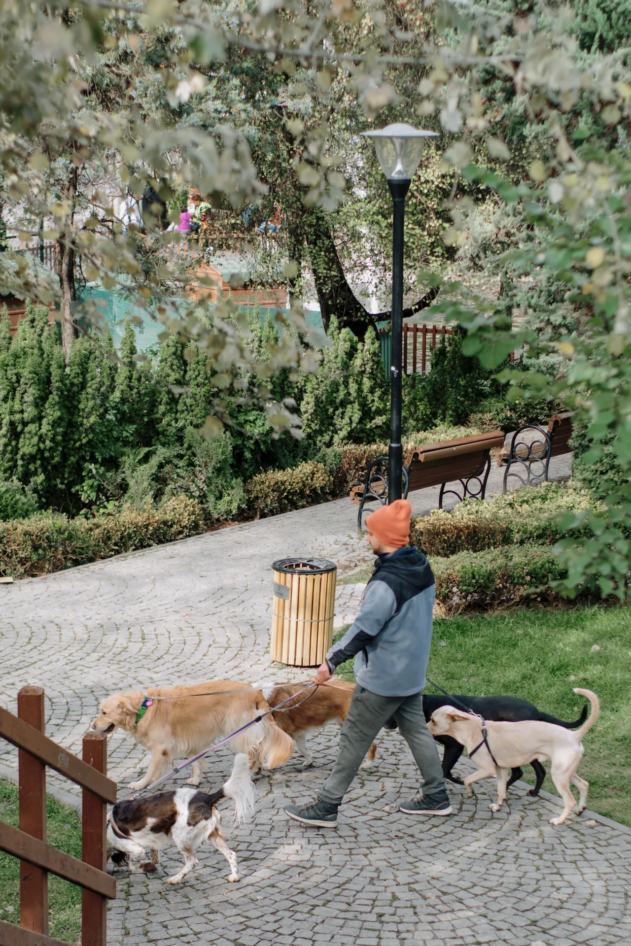 How Much Should You Pay a Dog Walker? 2024 Pricing Guide